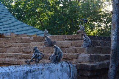 Sri Lankas võib ahve kohata igal pool, kuid peamiselt on nad koondunud templite ja stuupade ümber. 