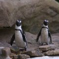 Удивительное рядом: в зоопарке Нидерландов пингвины-геи украли у гетеросексуальной пары яйцо