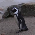 Üleilmne soojenemine seab pingviinid hädaohtu