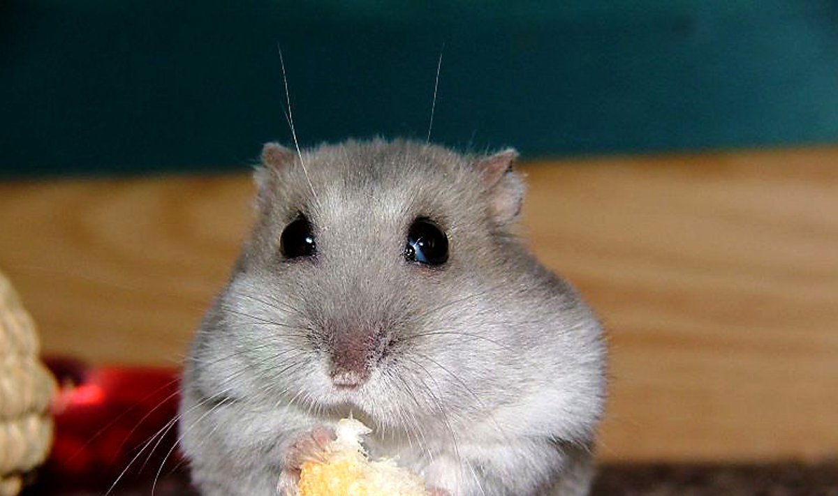 hamster sööb saia 