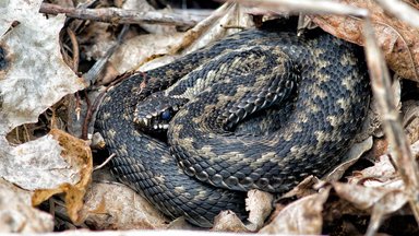 ФОТО | Линяют и спариваются: сейчас змеи наиболее активны?