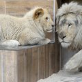 Tšiili mees tahtis end loomaaias lõvidele sööta, ent hukkusid hoopis loomad