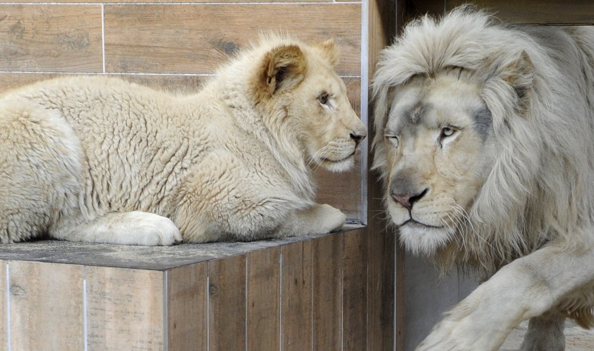 See Prantsusmaal Amneville`i loomaaias elav lõvipaar pole õnneks traagilise juhtumiga seotud. 
