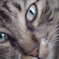 ARVUSTUS | "Kedi" - kassisõpradele kohustuslik dokumentaalfilm