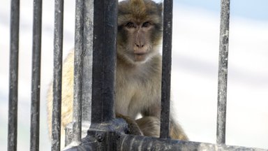 ВИДЕО | Обезьяна стащила телефон у посетительницы зоопарка и сняла ее реакцию на это