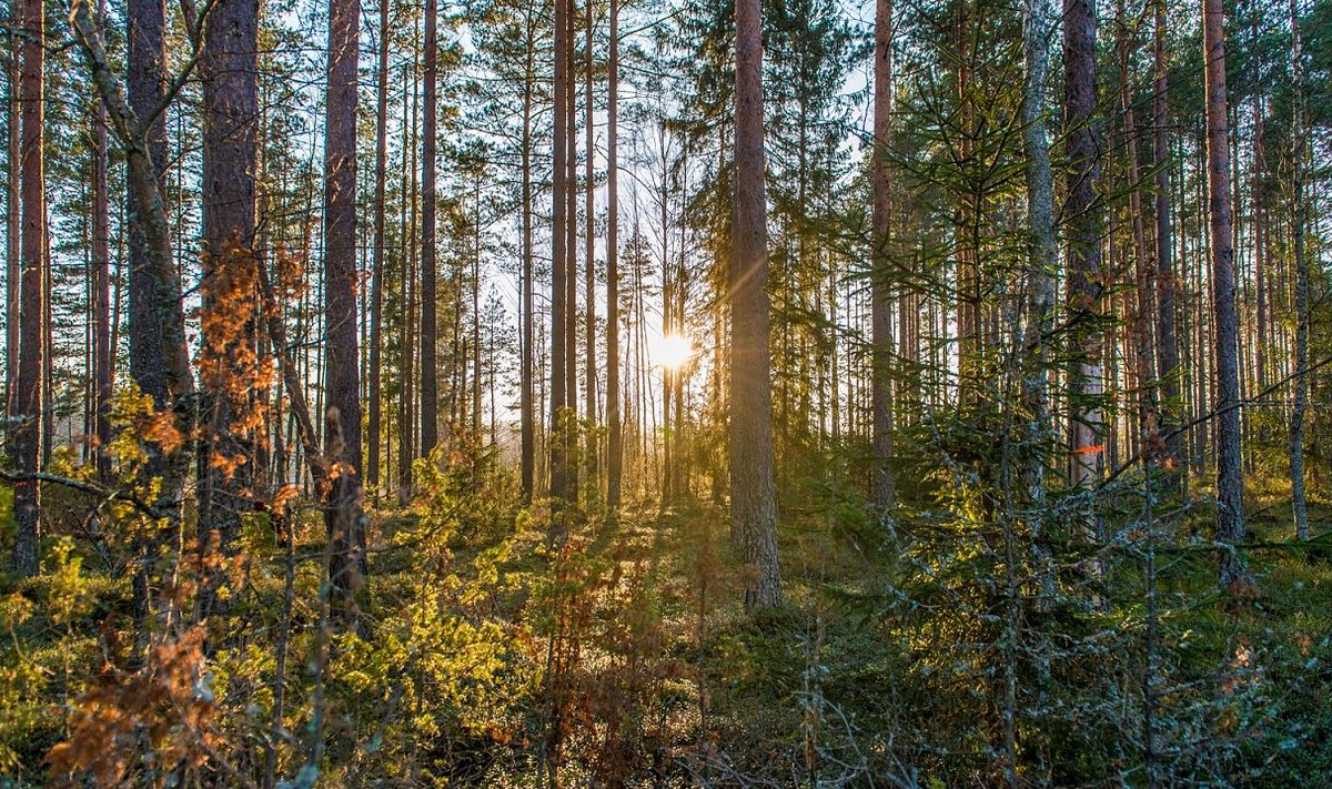 Tagantjärele on avastatud, et eelmisel Kyoto kliimaaruande perioodil oleks Eesti võinud metsa majandamise arvel rahaks teha miljoneid saastekvoote. Uuel perioodil võib see sama „kullaauk” aga pigem kahju tuua.