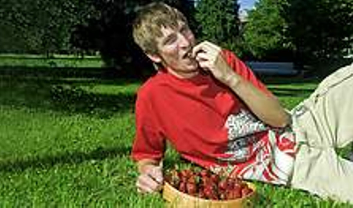 TELEKOKA SUVI: Oma kogemusi maasikatega ja mida nendega ette võtta jagab tordimeister Allan Kuning.