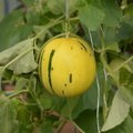 TEEMAPÄEVAD | Kuidas kasvatada Eestis viinamarja, arbuusi ja melonit