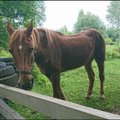 VIDEO | Eestimaa Loomakaitse Liit palub abi: rängalt väärkoheldud hobune Jaana ei võtnud esialgu isegi jalgu alla
