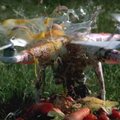 Vaata videot: droon purustab salatiks kõik ette juhtuva