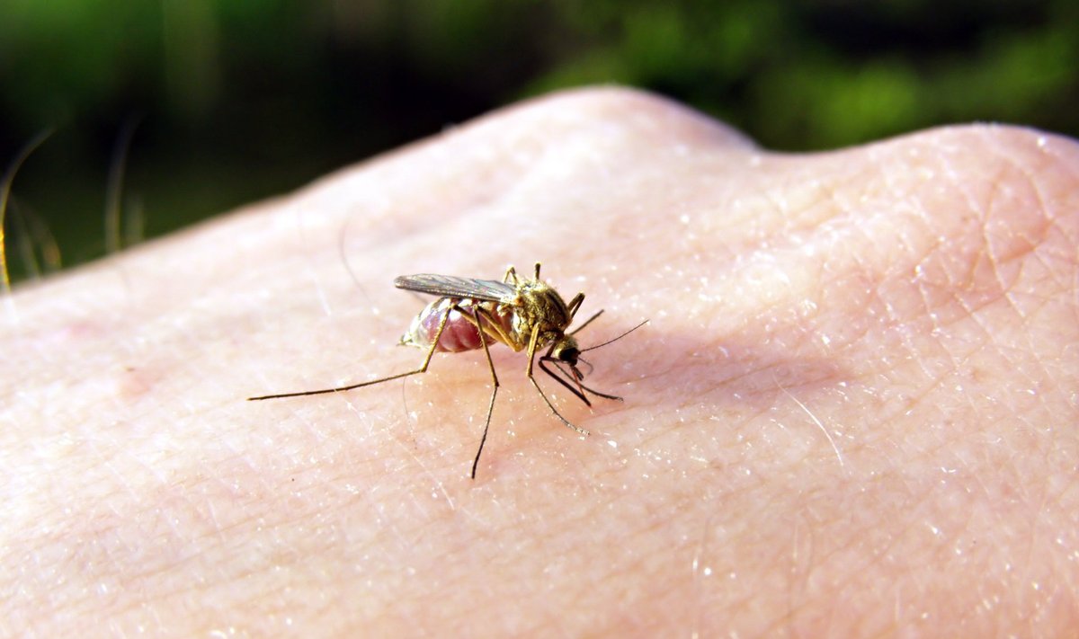 Sääsed levitavad ohtlikku malaariat.