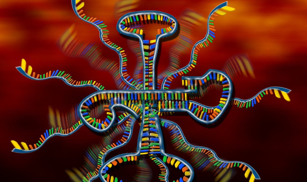 RNA molekul. https://biologylair.tumblr.com