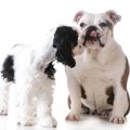 5 asja: Mida koer öelda tahab, kui ta nina pereliikme vastu hõõrub?