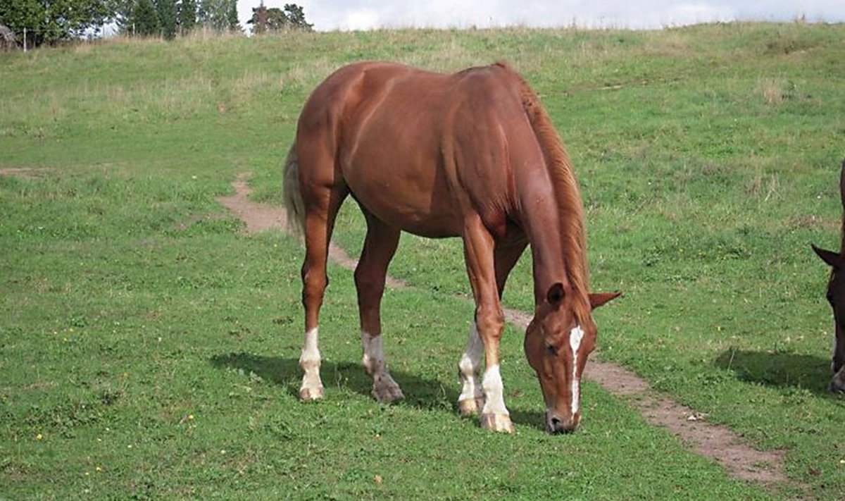 Selline näeb välja raudjas hobune. Fotol kujutatud loom ei ole kadunud Wimbeldon, foto on illustreeriv.
