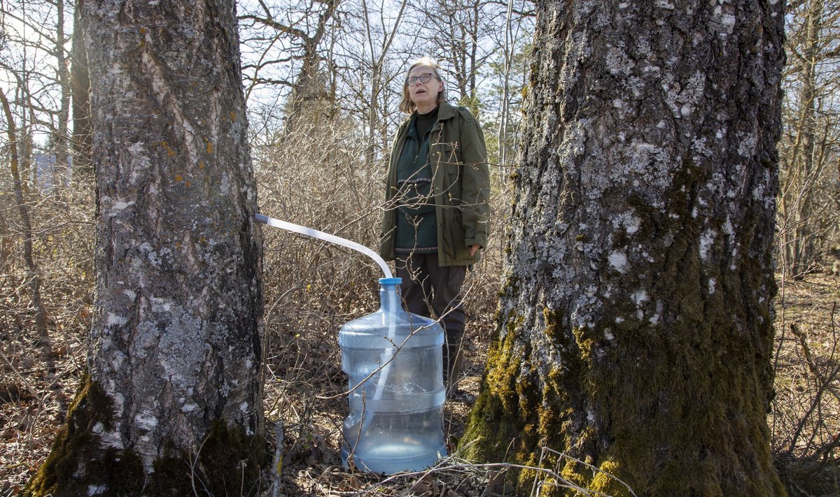 Aune Veersalu kõnnib koos Maalehega oma maalapil ringi ja näitab kaski, mille ette on asetatud suured plastist anumad. „Näha on,“ osutab ta puukoorel olevatele mügarikele, „et siit on varemgi mahla võetud.“