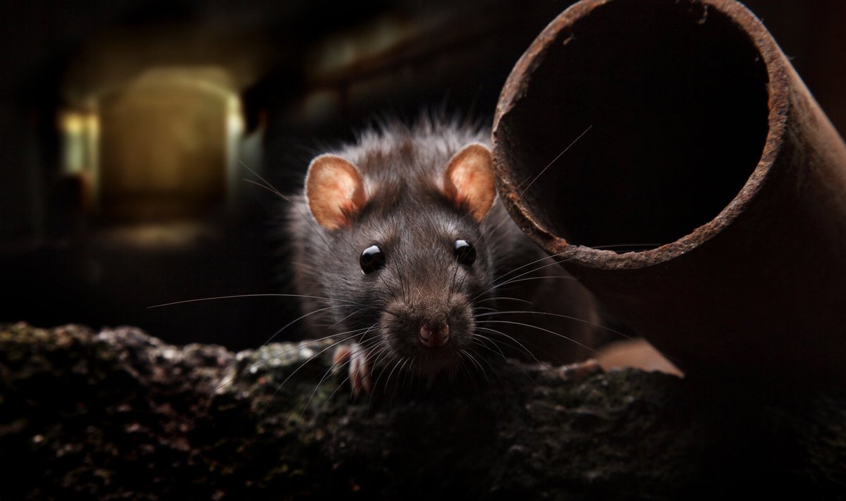 PATUOINAS: Kuigi rotte on peetud sadu aastaid katku levitajaks leidsid Oslo ülikooli hiljuti surmahaigus Euroopas hoopis inimestelelanud parasiitide kaudu.