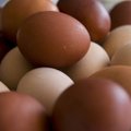 Puhas öko värk: sel aastal kasuta keemiliste munavärvide asemel hoopis looduslikke!