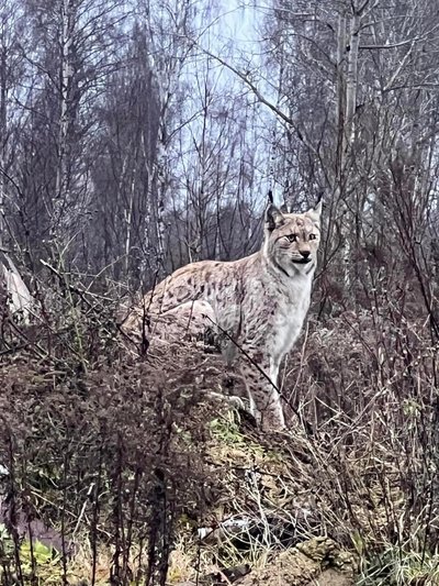 Eesti metsades ringi luusivad ilvesed on Euroopas elavate liigikaaslastega võrreldes kogukamad. Meie ilveste gigantsust saab seletada seaduspärasusega, et mida rohkem põhja pool loom elab, seda suuremaks ta kasvab.