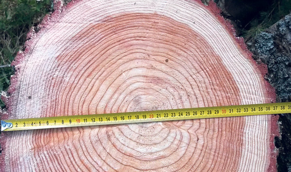 Pärast katselehise mõõtmist Söe arboreetumis saadi järgmised tulemused: kõrgus 26 m, rinnasdiameeter 36 cm, vanus 37 aastat.