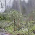 VIDEO | Harvendusraie, hooldusraie ja lageraie: vaata, kuidas metsa majandatakse