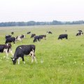 Saaremaa piimakari toibub puugirünnaku tagajärgedest