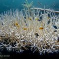 Korallrahud jõuavad ajaloo kõige hullema pleekimiseni