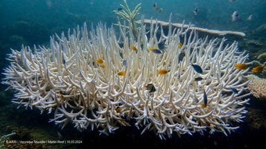 Korallrahud jõuavad ajaloo kõige hullema pleekimiseni