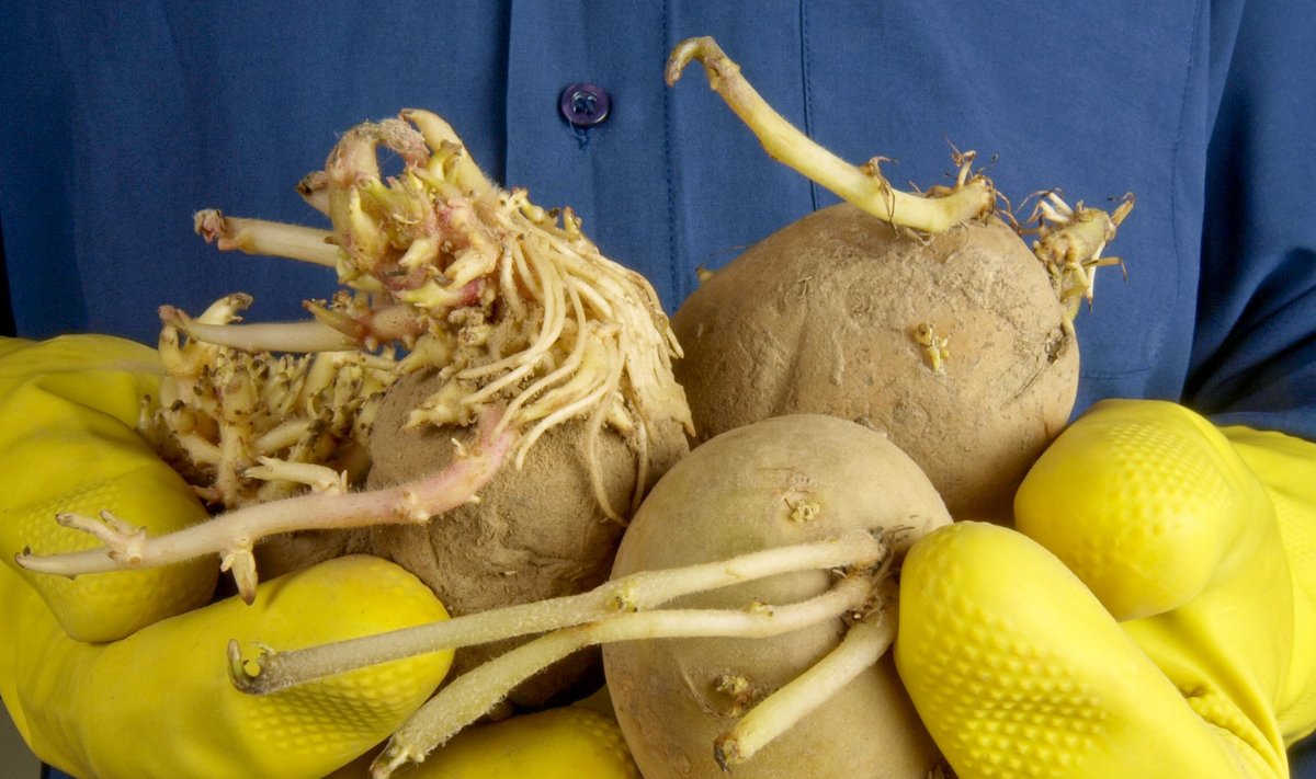 Kas idandid külge kasvatanud kartulit sünnib süüa?
