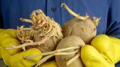 Kuidas poest ostetud kartuleid nii säilitada, et need mürgiseks ei muutuks?