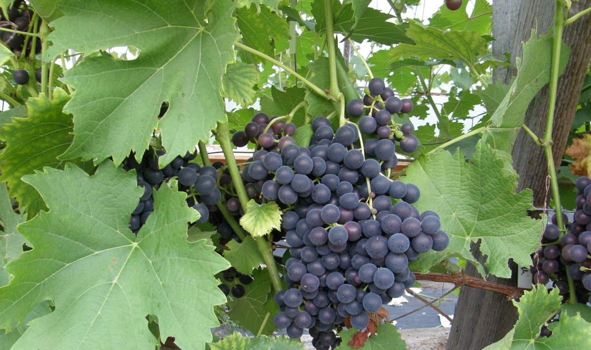 Saare-Tõrvaaugul kasvavad viinamarjad
