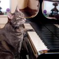 Matemaatikust koer ja kass, kes mängib klaverit: saa tuttavaks maailma andekaimate loomadega