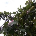 FOTO: Lääne-Virumaal läks õunapuu õitsema
