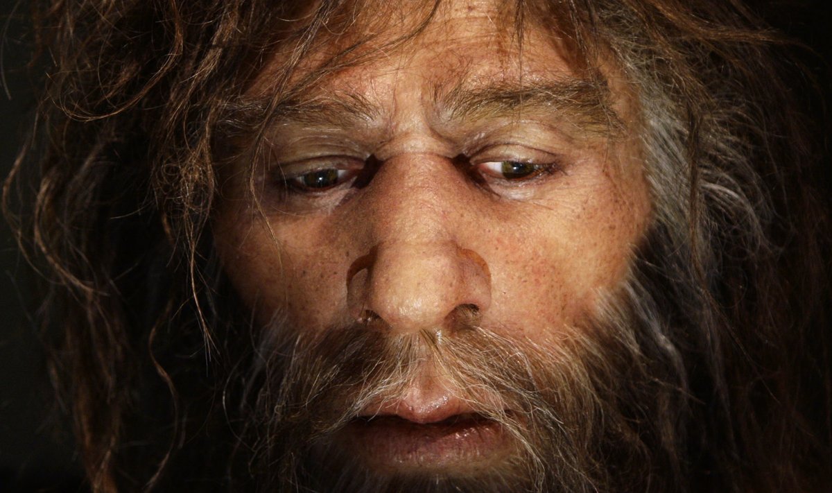 Hüperrealistlik neandertallase rekonstruktsioon uues neandertallaste muuseumis Krapinas Horvaatias.