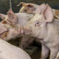 В Пылвамаа на ферме с поголовьем в 9000 особей обнаружена чума свиней