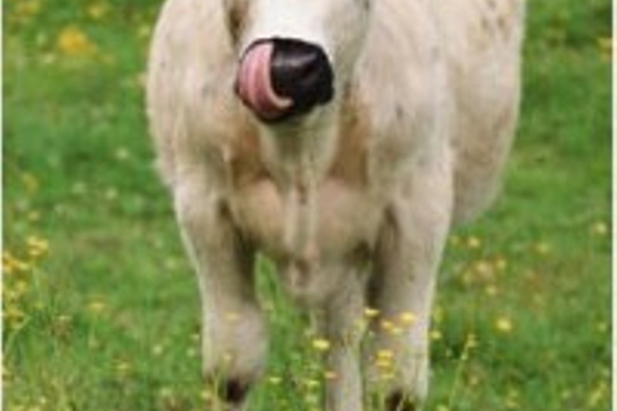 У коровы течёт слюна причина. У теленка текут слюни причины.