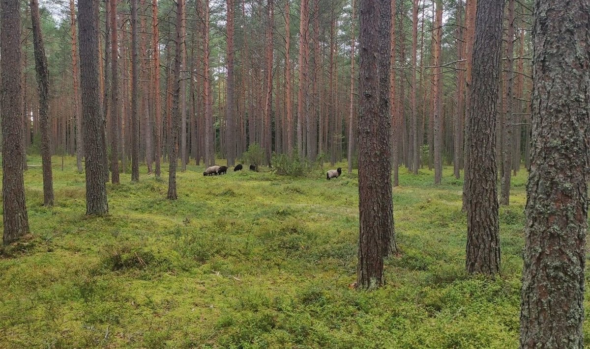 Vääna-Jõesuu kandi mets