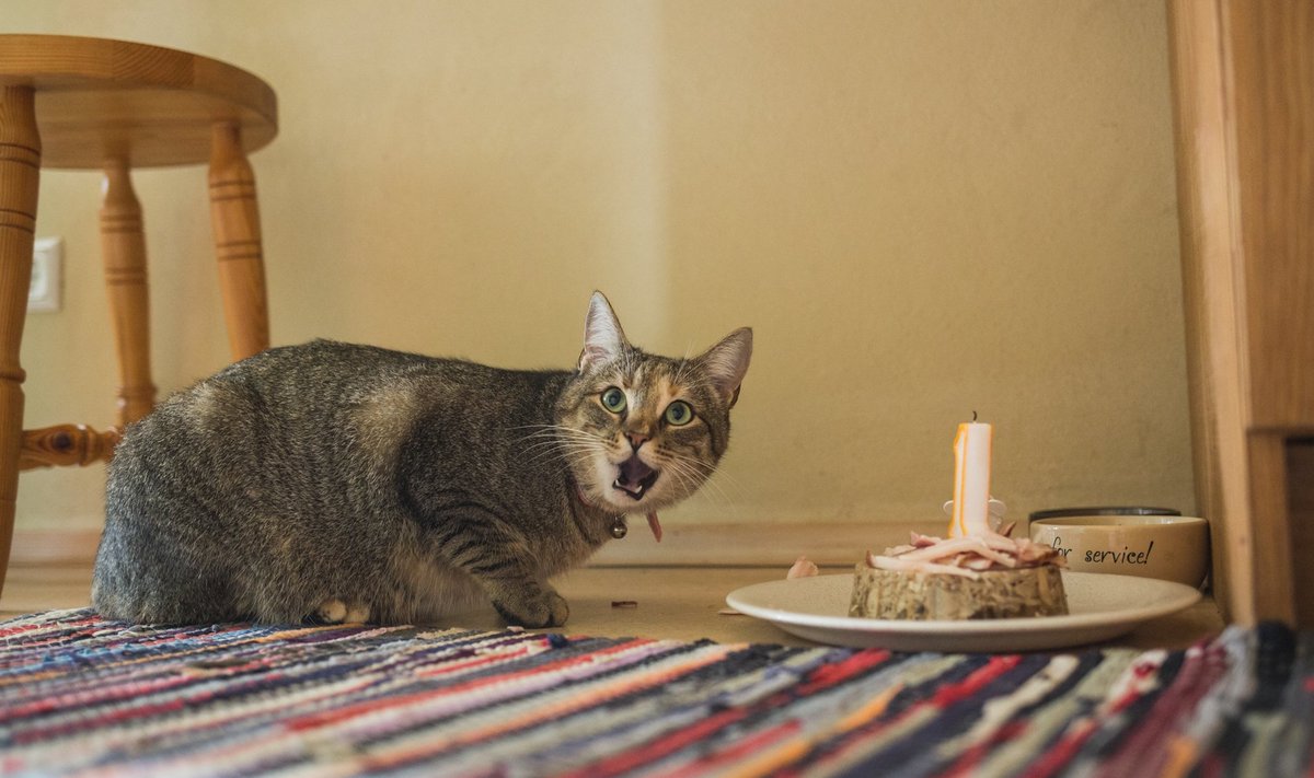 Sült sobib muuhulgas hästi ka kassile sünnipäevatordiks.