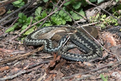 Не стоит бояться змей –  просто нужно знать их повадки, быть внимательными на природе и не нарушать лесных законов