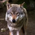 Паника отменяется: сообщение о нападении волка на Хийумаа не подтвердилось