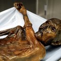 Vaseaja meestemood Alpides: jäämees Ötzil olid seljas vähemalt viie looma nahad