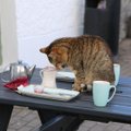 Ebameeldiv komme: mida teha, kui kass kipub söögilauale ronima?