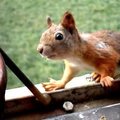 FOTOD ja VIDEO: Oravad käivad lodžal laamendamas