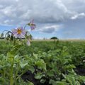 Eestis kasvatatakse sellel aastal usinalt tatart ja kanepit, kartuli kasvupind on oluliselt vähenenud 