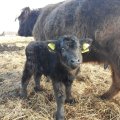 МИЛЫЕ ФОТО: В стаде быков шотландской горной породы с хутора Рийда — пополнение!
