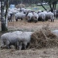 Lümandal asuvas lambafarmis on loomapidamise tingimustega kehvasti