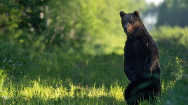 Vaidlus mesikäppade üle jätkub: ringkonnakohus kuulutas Eestis toimuva karujahi õigusvastaseks