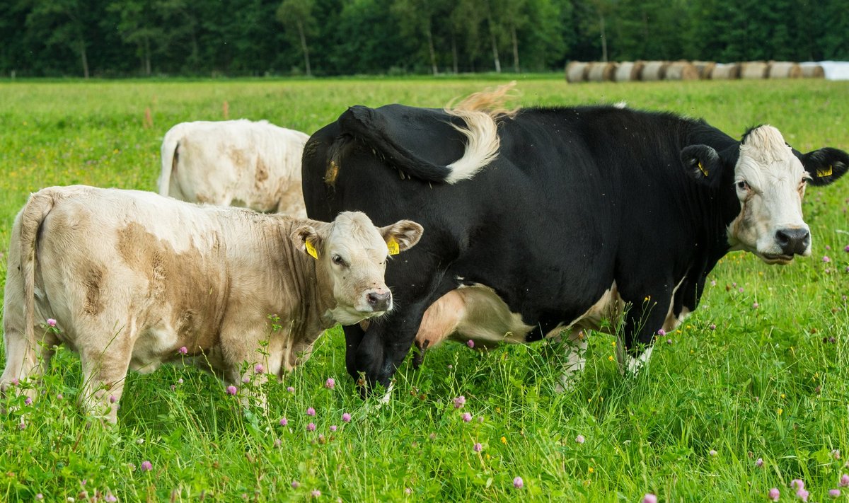 Veised kaitsevad oma järglasi ja võivad selle nimel ka inimest rünnata.