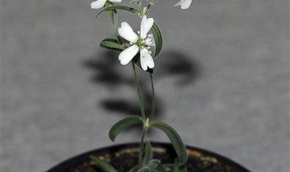 Kitsalehine põisrohi on vanim kunagi taaselustatud taim