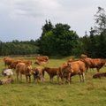 Lihaveisekasvatajad on hakanud karjadest loobuma 