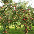 Juhani Püttsepp: õunapuu kevadine pügamine on nagu hoolikas juukselõikus